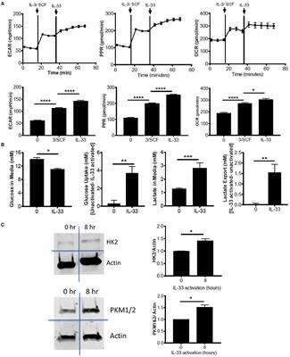 Inhibiting Glycolysis and ATP Production Attenuates IL-33-Mediated Mast Cell Function and Peritonitis